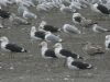 Caspian Gull at Hole Haven Creek (Steve Arlow) (82169 bytes)